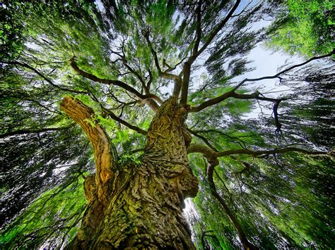 Check spelling or type a new query. Weeping Willow | at Cherry Hinton Hall | Alex Brown | Flickr
