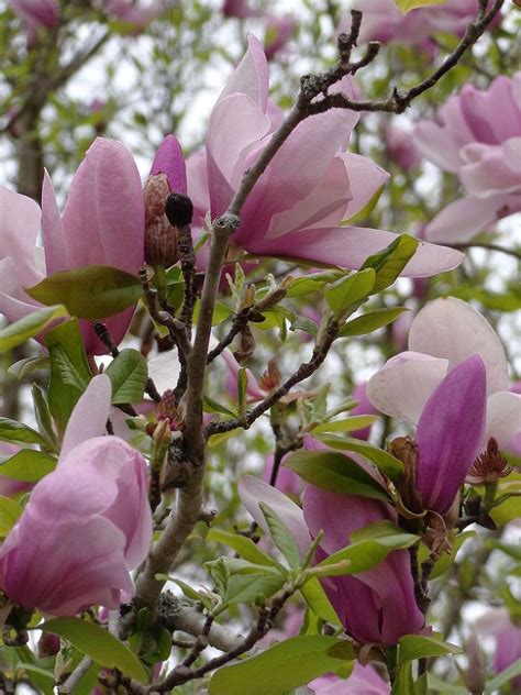 Small trees in texas & flowering trees in texas. Pink Flowering Tree | Pink flowering trees, Flowering ...