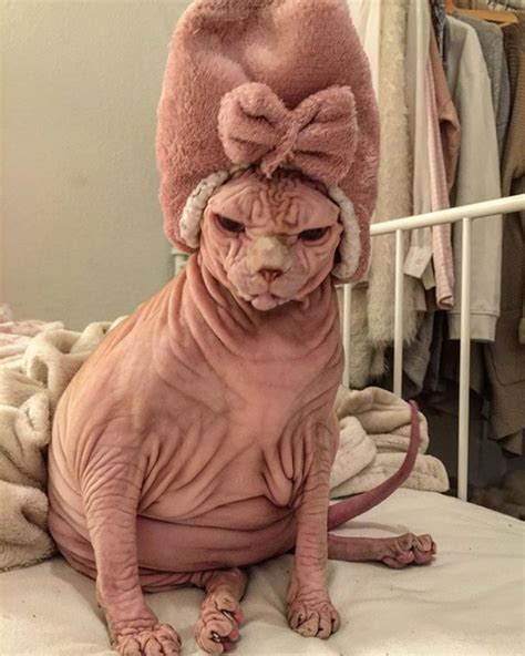 This Cat Looks Like A Supervillain That Would Stroke Another Cat While