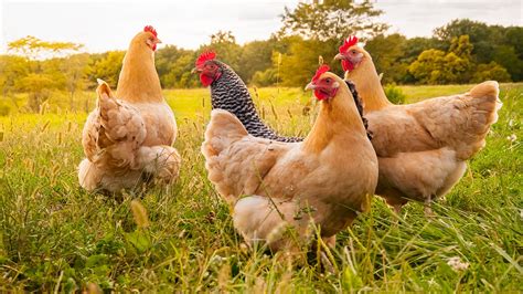 Killer French Farm Chickens Gang Up To Kill Fox That Sneaked Into Henhouse Fox News