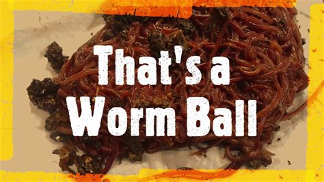 Thats A Worm Ball What The Worms Look Like After They Got A Juicy