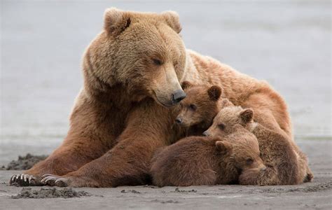 Momma Bear With Her Cubs Bored Panda