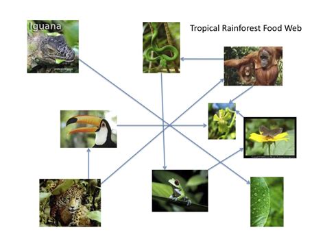 Tropical Rainforest Food Web Consumers Rainforest Foo - vrogue.co