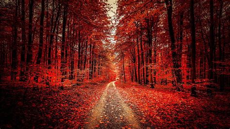 Hd Wallpaper Red Leaves Dirt Road Forest Path Autumn Deciduous