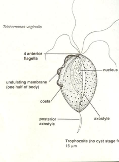 Trichomonas Vaginalis Detailed Information Photos Videos