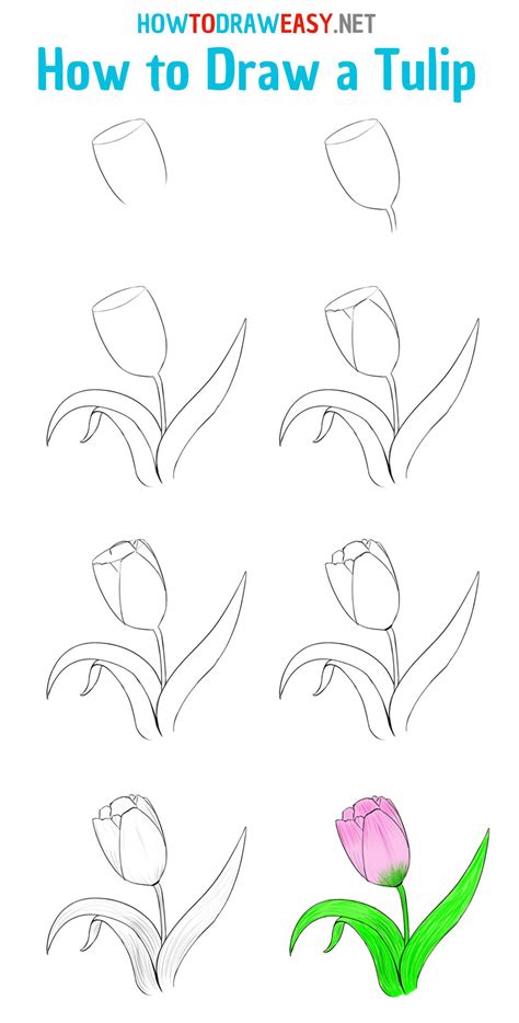 How To Draw A Tulip Step By Step Easy Flower Drawings Tulip Drawing