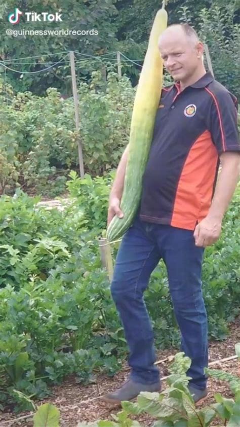 watch world s longest cucumber grown in britain