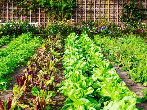 Vegetable Garden Rows