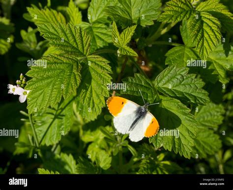 Male Orange Tip Butterfly With Open Wings Settled On Raspberry Leaf