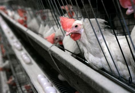 Chicken Killing Newcastle Disease Prompts Euthanasia Orders For Parts