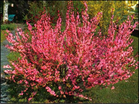 It's a large shrub or small tree native to argentina. Flowering Almond (2m high, 1.25m wide) A dense mass of ...