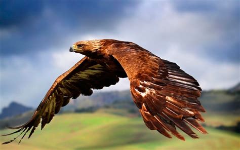 Foto De Un águila En Pleno Vuelo Imágenes Y Fotos