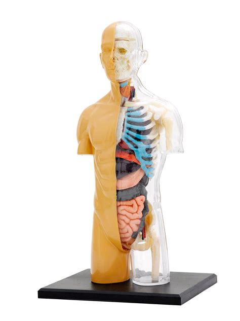 Human Body Anatomy Model Kit 37 Pieces Science And Nature