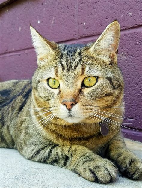 A Close Up Of A Cat Laying On The Ground Next To A Purple Brick Wall