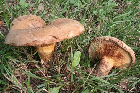 Lista de cogumelos mortais - Wikipédia, a enciclopédia livre | Грибы ...