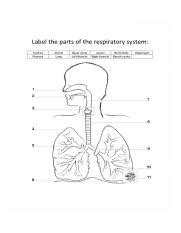 Diagram Endocrine System Unlabeled - Aflam-Neeeak
