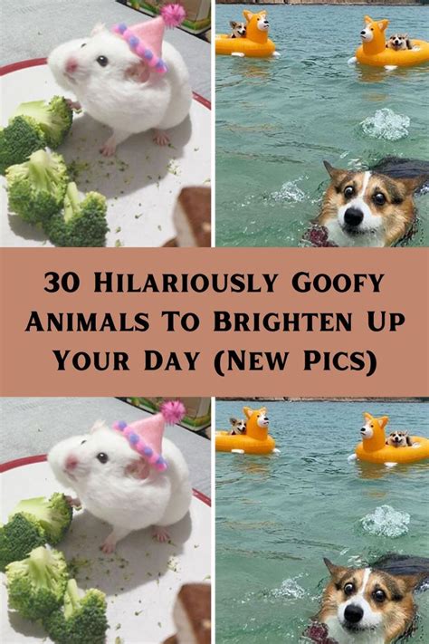 30 Hilariously Goofy Animals To Brighten Up Your Day New Pics Artofit