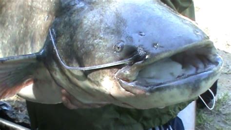 FRANCE FISHING TRIP 2015 - YouTube