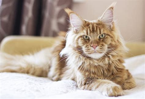 Cat Breeds With Ear Tufts With Pictures Bestforpets Org