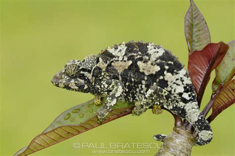 Jackson Chameleon, female (Chamaeleo jacksonii) Originally from east