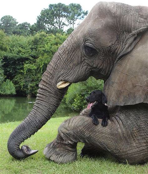 Elephants Best Friend Funny Animals Friendship Unusual Animals