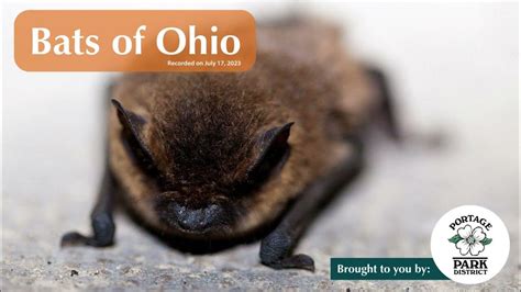 Bats Of Ohio Youtube