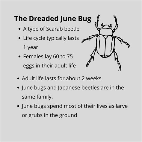 Simple June Bug And Japanese Beetle Control Done Right Pest Solutions