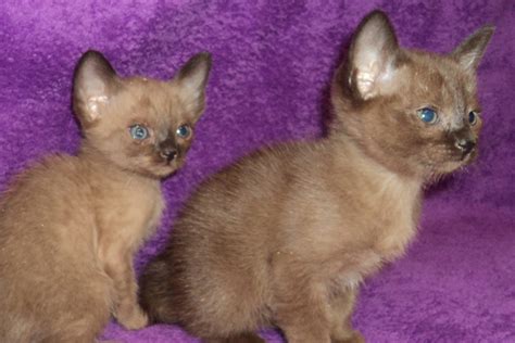 Boutique pet store in manhattan new york. Burmese Kittens | Manhattan Puppies & Kittens