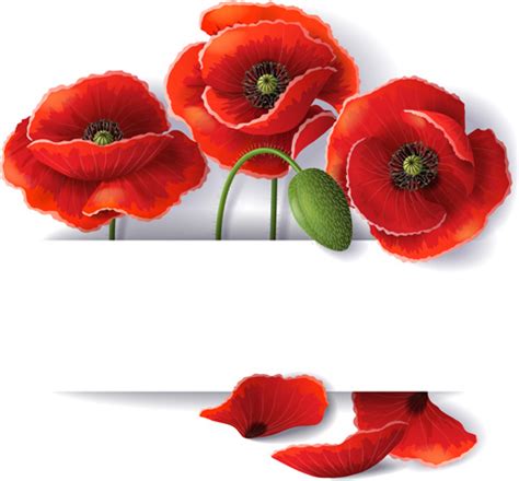 Download Poppy free vector download (48 Free vector) for commercial ...
