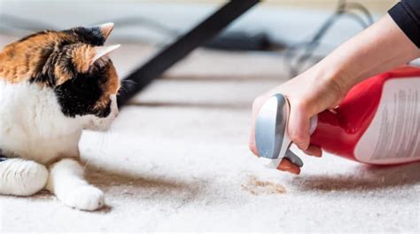 Wenn gesundheitliche gründe ausgeschlossen sind, kann stress die ursache dafür sein, dass deine katze in die wohnung pinkelt. Warum uriniert meine Katze in die Wohnung? Was hilft?