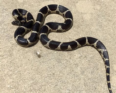 Eastern Kingsnake Facts Diet Habitat And Pictures On Animaliabio