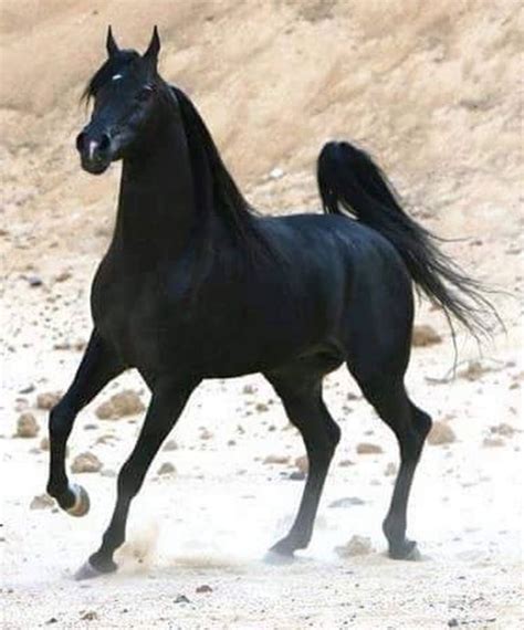 Pin By Shelley On Arabian Horse ~ Of Course Beautiful Arabian