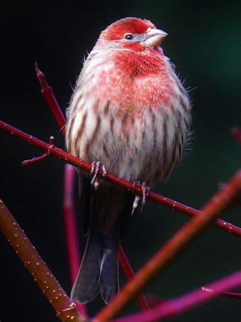 House Finch A Male House Finch Haemorhous Mexicanus Lum Flickr