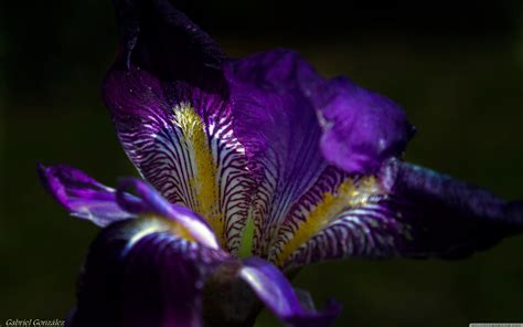 Purple Irises Wallpapers Wallpaper Cave