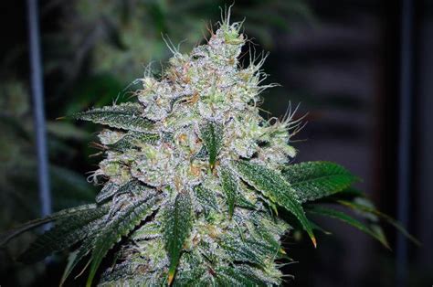 Photo Of The Month Nominations July 2014 Cannabis Flower Photos