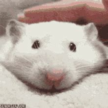 Rats Gif Rats Discover Share Gifs