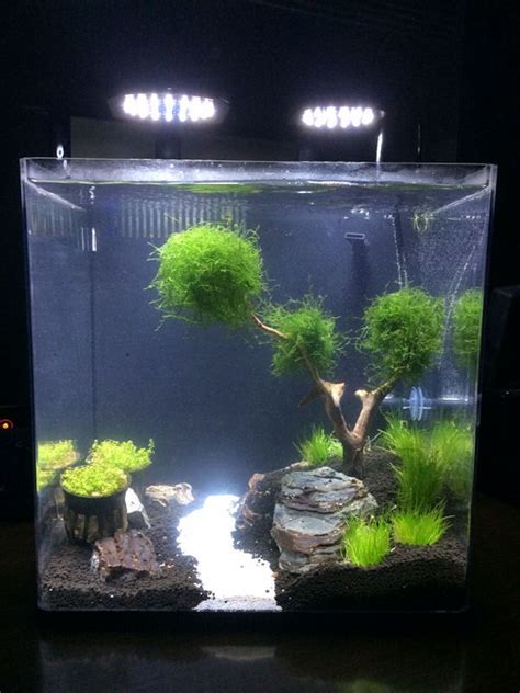 Full step by step planted tank guide). 5 Gallon Aquarium Aquascape - CLIKSLUIZA