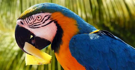 Descubre Los 10 Datos Más Asombrosos Sobre Las Aves Exóticas Datos