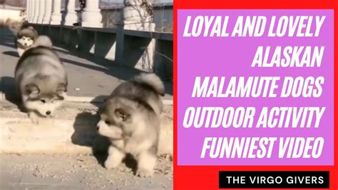 Loyal And Lovely Alaskan Malamute Dogs Outdoor Activities Funniest