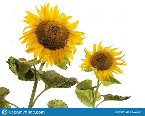 Two Sunflowers On A White Background Stock Photo Image Of Circle