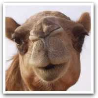 Camelus bactrianus and camelus dromedarius. What are the adaptation of camel Science Matter in Our ...
