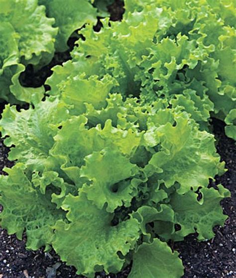 Lettuce Black Seeded Simpson Seed Heirloom 1 Packet Seed Barn