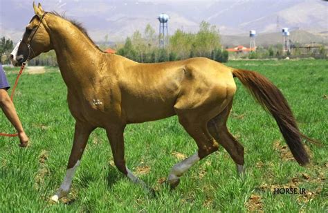 golden iranian akhal teke turkmen horse akhal teke horses akhal teke horse breeds