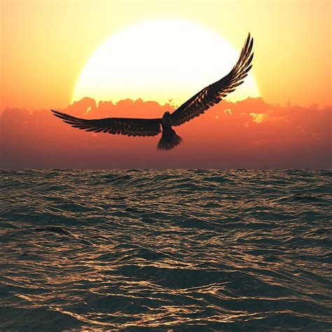 Large Bird Flying Over The Ocean At Sunset Image Free Stock Photo
