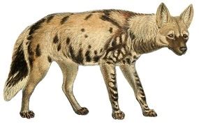 What Animals Do African Wild Dogs Eat - Ghent Hentent
