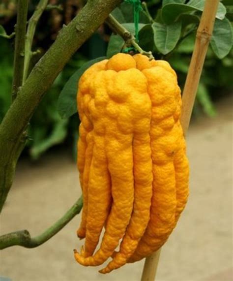 Unusual Fruits From Around The World Can You Identify These Unusual