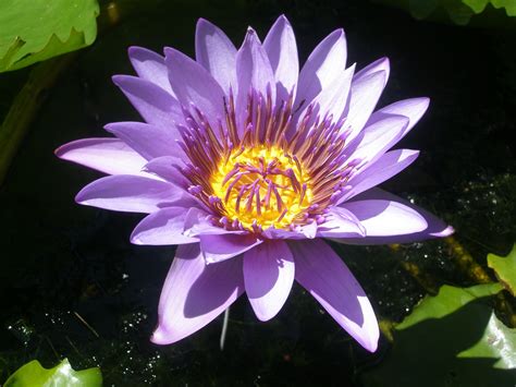 Purple Water Lily Water Lily Tropical Paradise Purple Plants Plant