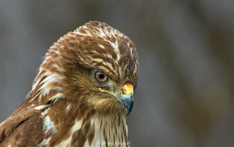 The bussard ramjet is a theoretical method of spacecraft propulsion proposed in 1960 by the physicist robert w. Bussard-Portrait (Forum für Naturfotografen)