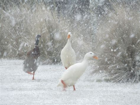 Ducks In The Snow Forest Walks Lodge Deloraine Lodge Accommodation
