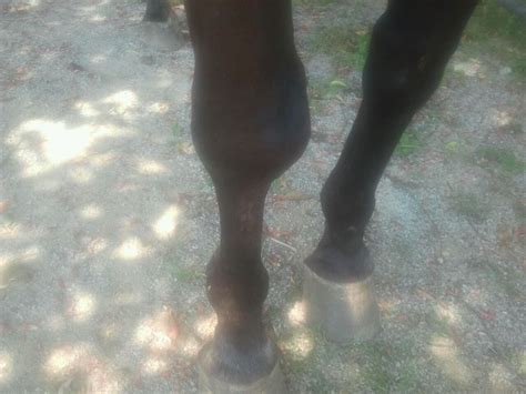 Holistic Equine Natural Health For Your Horse Horse Knee Result Before